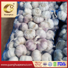 Export Quality Fresh Garlic with Bulk Package Mesh Bags